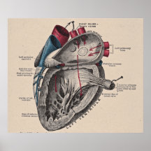 Diagramme anatomique vintage de coeur posters