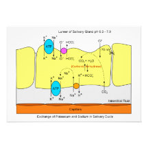 Diagramme de conduit de sécrétion de glande de sal faire-part personnalisables