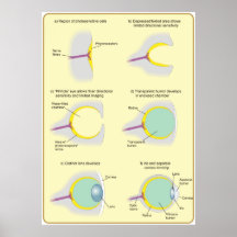 Diagramme de l'évolution de l'oeil posters