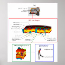 Diagramme de Plasmalemma de membrane de plasma de  Posters