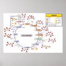 Diagramme détaillé du cycle d'acide citrique affiches