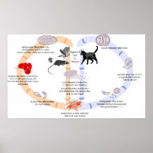 Diagramme du cycle de vie du toxoplasme Gondii Posters