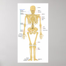 Diagramme d'une vue femelle humaine de dos de sque affiche