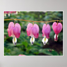 Dicentra Spectabilis - défenseurs de la veuve et d