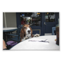 Dîner de basset photo sur toile