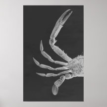 Diptyque II de crabe dans le gris Affiches