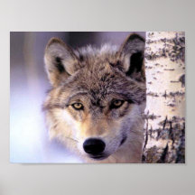 Dissimulation Affiches