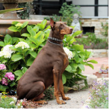 Dobermann - dans le jardin d'église découpages en acrylique