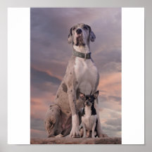 Dogue+Chihuahua Affiches