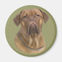 Dogue De Bordeaux Portrait Magnets