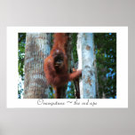 ~ d'orangs-outans la singe rouge posters