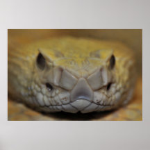 Dos en forme de losange occidental Rattler Posters