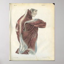 Dos et copie d'anatomie de muscles d'épaule affiche