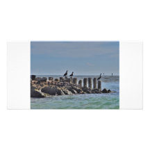 Dossier de pélican cartes avec photo