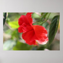 Double affiche rouge de nature de ketmie