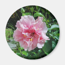 Double aimant rose de ketmie