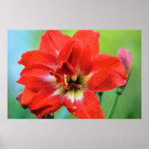 Double amaryllis posters