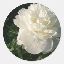 Double autocollant blanc de pivoines