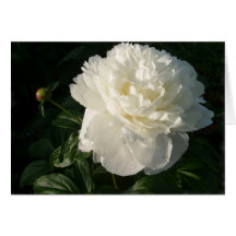 Double carte blanche de pivoines
