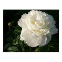 Double carte postale blanche de pivoines