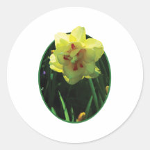 Double jonquille jaune autocollants