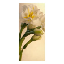 Doubles jonquilles blanches épousant le programme motif pour double carte