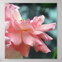 Doucement affiche de rose de rose
