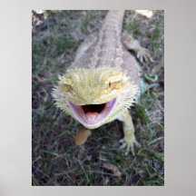 Dragon barbu heureux superbe affiches