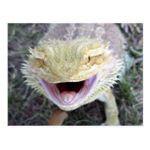 Dragon barbu heureux superbe cartes postales