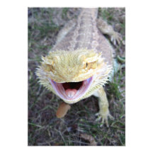 Dragon barbu heureux superbe cartons d'invitation