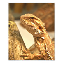 Dragon barbu photographies d’art