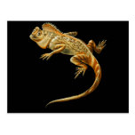 Dragon de caméléon carte postale