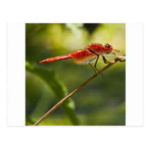 Dragon rouge carte postale