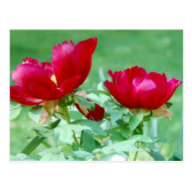 Dragons, tigres et pivoines V Cartes Postales