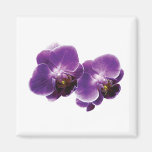 Duo pourpre d'orchidée aimant pour réfrigérateur