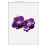 Duo pourpre d'orchidée cartes de vœux