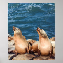 Duo sur les roches affiche
