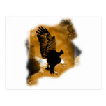 Eagle chauve américain carte postale