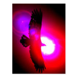 Eagle chauve américain carte postale