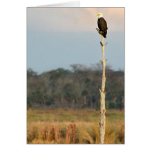 Eagle chauve américain cartes de vœux