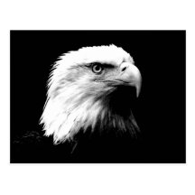 Eagle chauve américain cartes postales