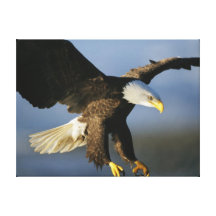 Eagle chauve américain par Klaus-Nigge a enveloppé Impressions Sur Toile