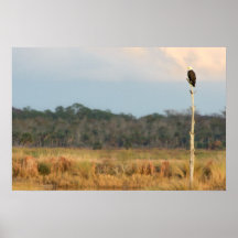 Eagle chauve américain posters