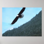 Eagle chauve américain posters