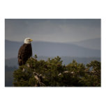 Eagle chauve - carte de visite