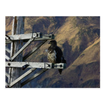 Eagle chauve juvénile au téléphone Polonais de 2ÈM Carte Postale