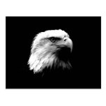 Eagle chauve noir et blanc cartes postales
