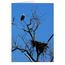 Eagle chauve par sa carte de note de nid