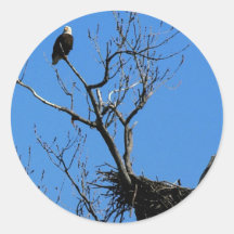 Eagle chauve par ses autocollants de nid