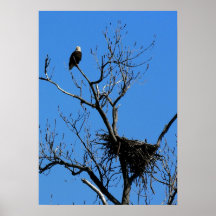 Eagle chauve par son affiche de nid